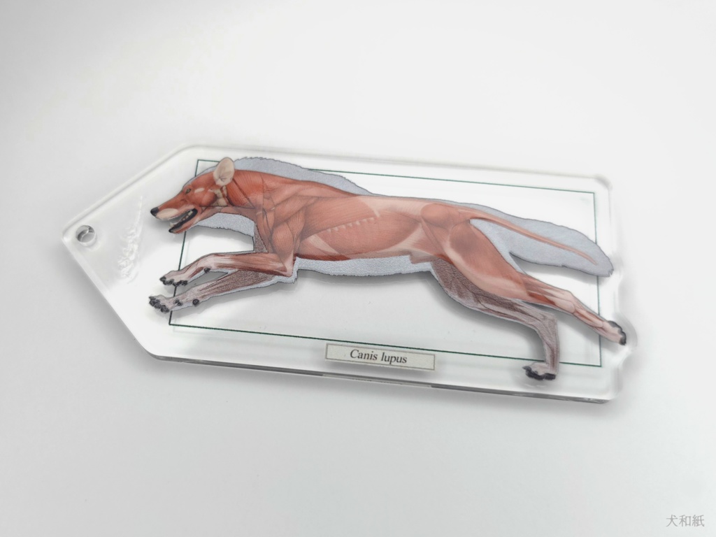 オオカミ解剖図風キーホルダー【二枚組】