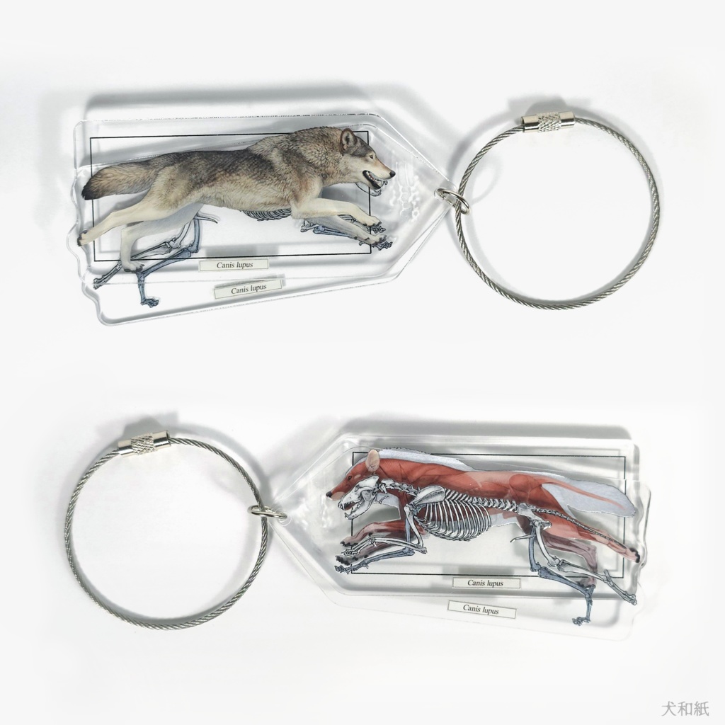オオカミ解剖図風キーホルダー【二枚組】