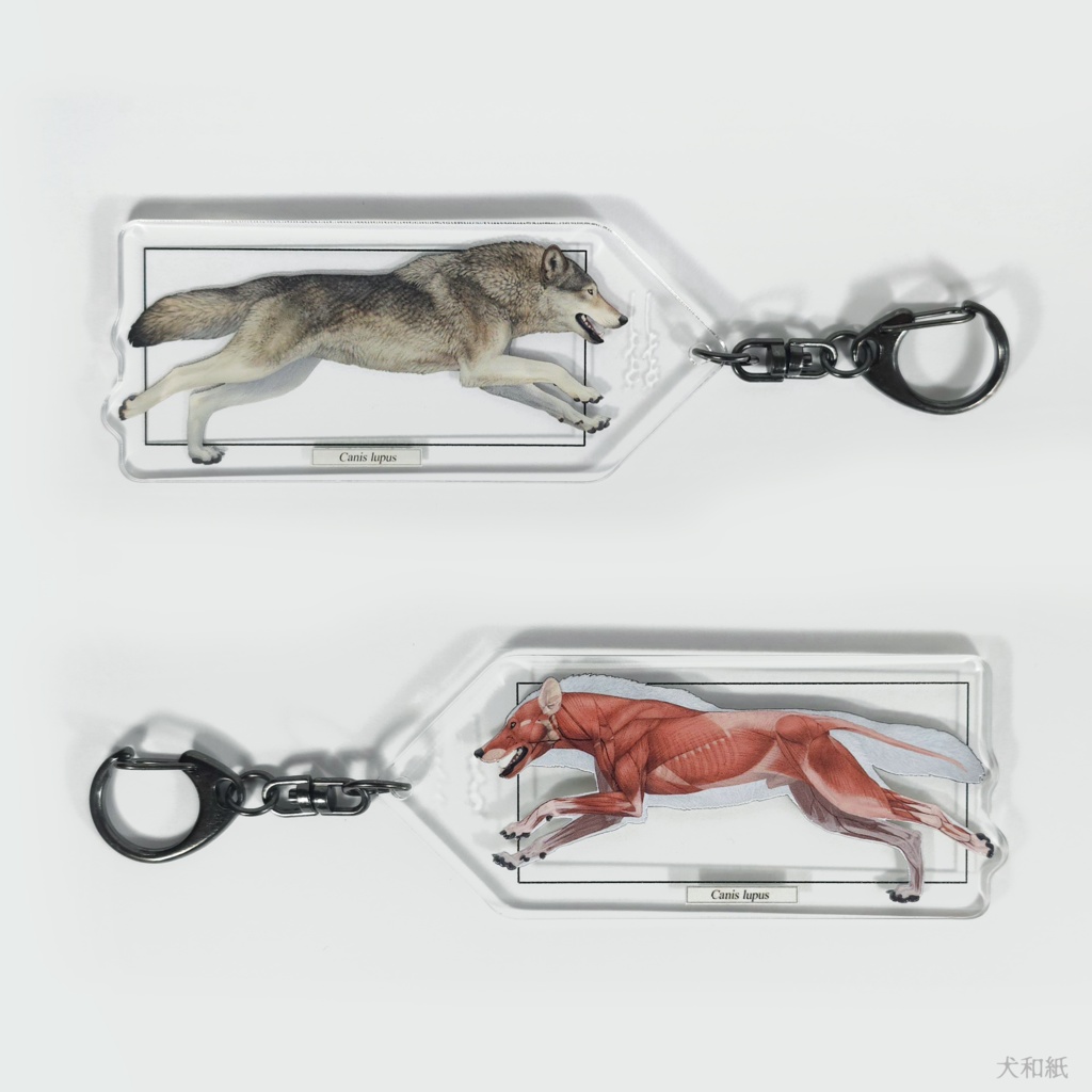 オオカミ解剖図風キーホルダー【一枚】