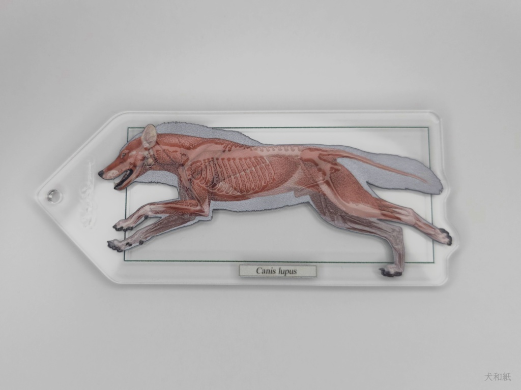 オオカミ解剖図風キーホルダー【一枚】
