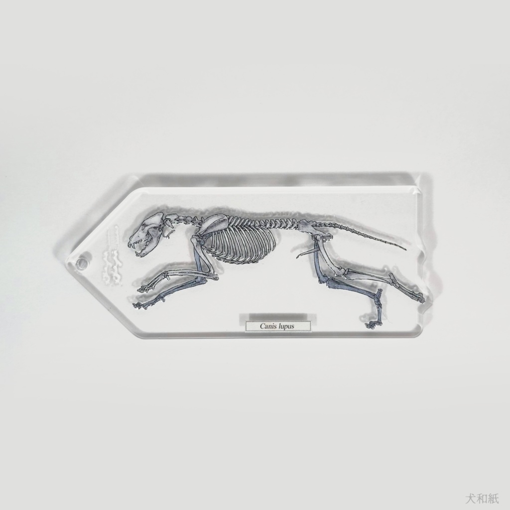 オオカミ解剖図風キーホルダー【骨格パーツのみ】
