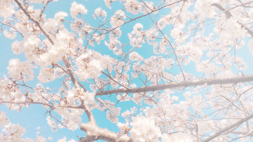 動く桜吹雪背景画像(単体)