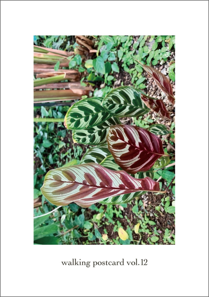 walking postcard vol.12