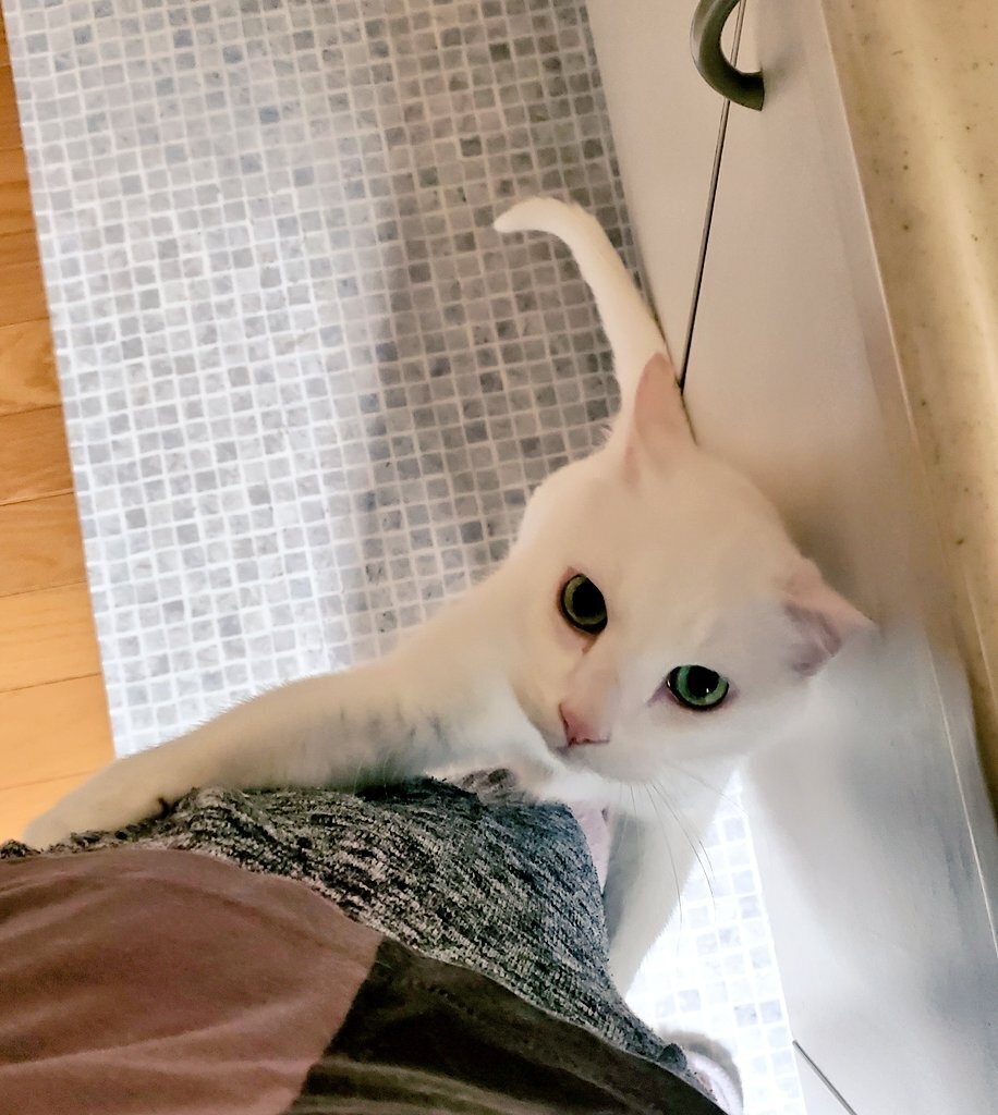 おかか家の猫画像