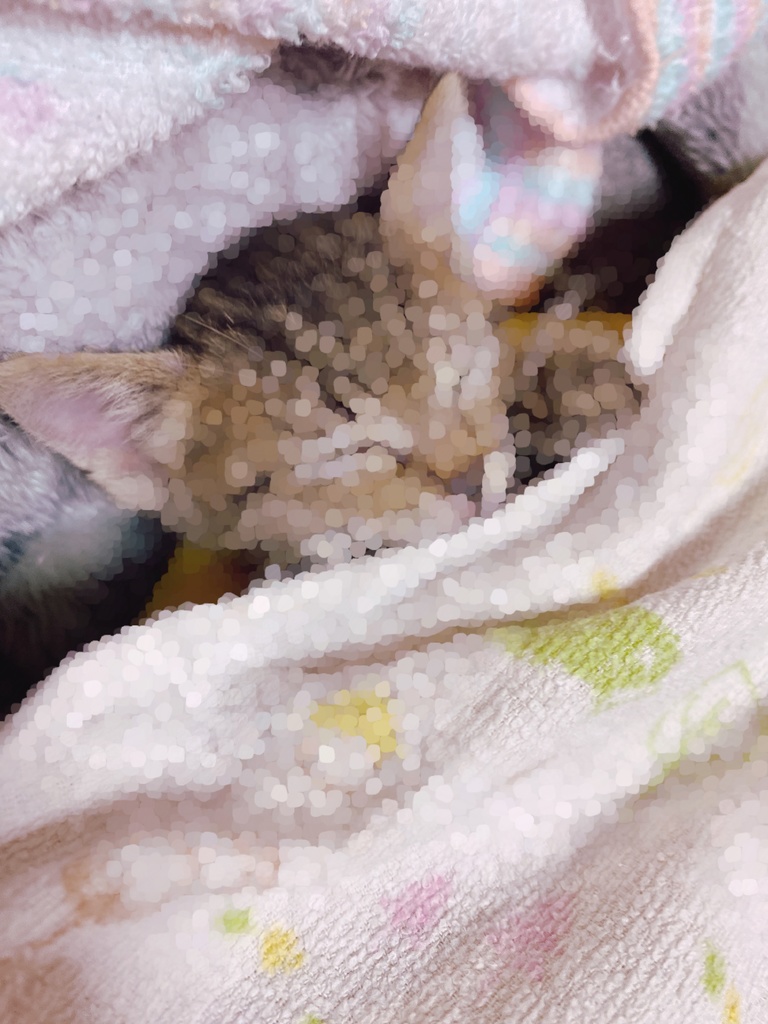 ゆきちよブロマイド❁こねこのおもいで❁