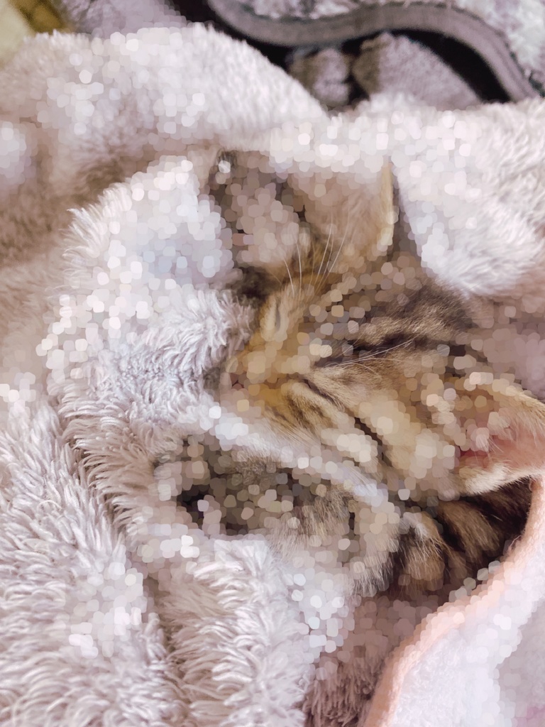 ゆきちよブロマイド❁こねこのおもいで❁