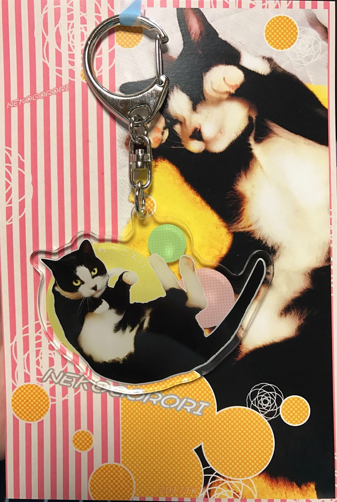 ねこごろりアクキ60ミリ大。