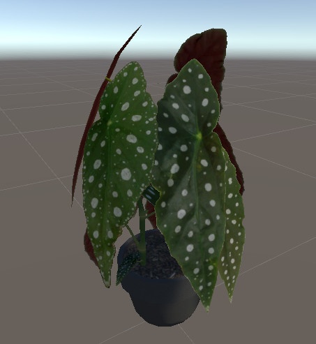 ベゴニア・マクラータ/Begonia Maculata