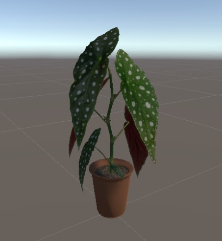 ベゴニア・マクラータ/Begonia Maculata