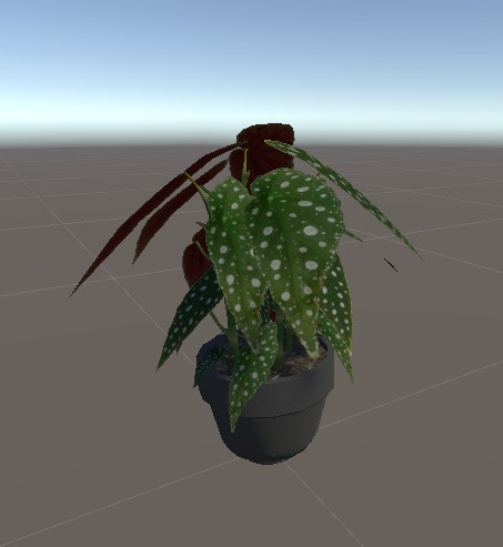 ベゴニア・マクラータ/Begonia Maculata