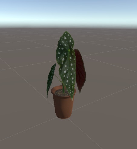 ベゴニア・マクラータ/Begonia Maculata