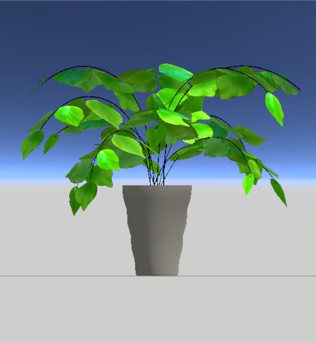 アジアンタム・マクロフィラム/Adiantum macrophyllum