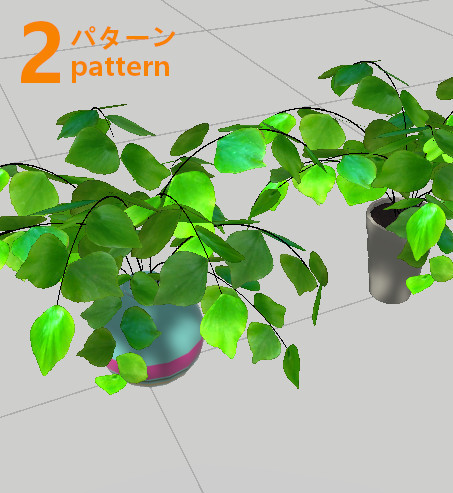 アジアンタム・マクロフィラム／Adiantum macrophyllum