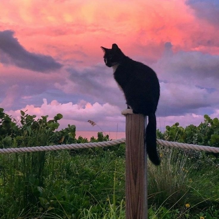 【無料BGM素材】Morning