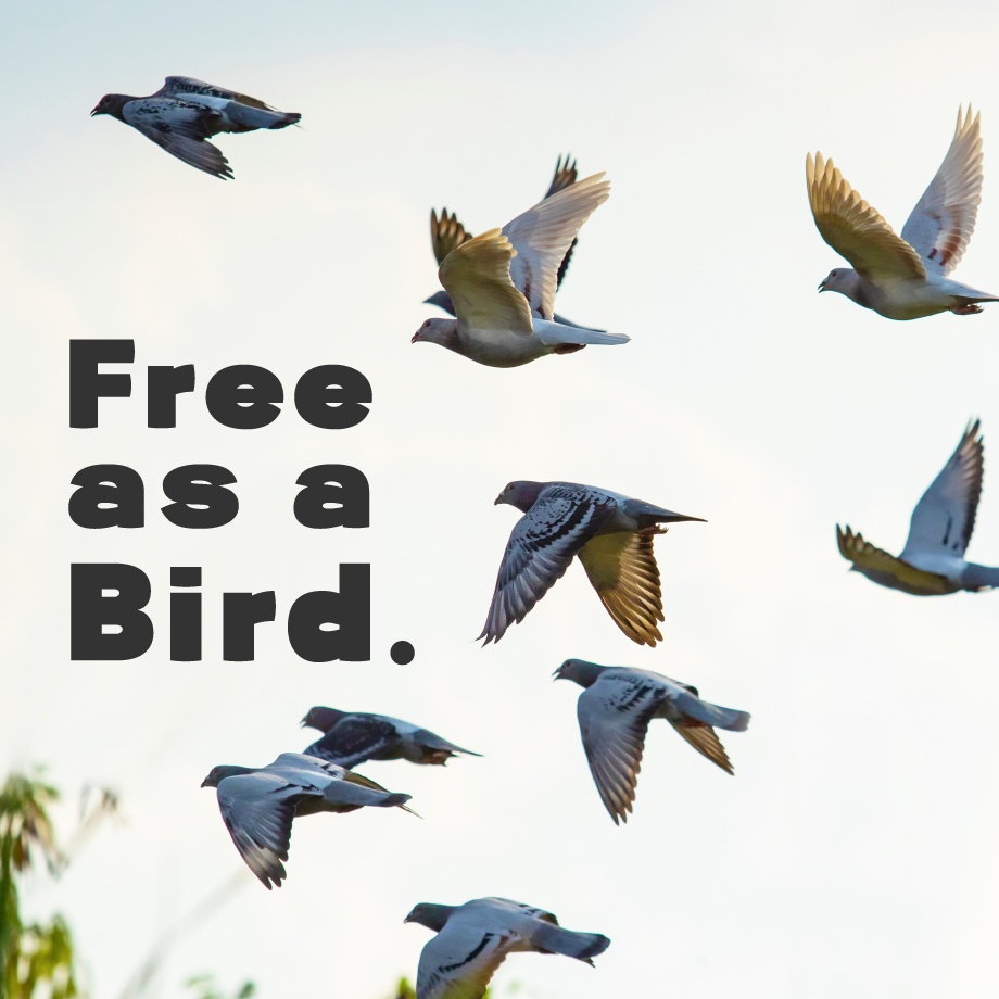 日本語フォント「鳩とブリキのワンダランド」