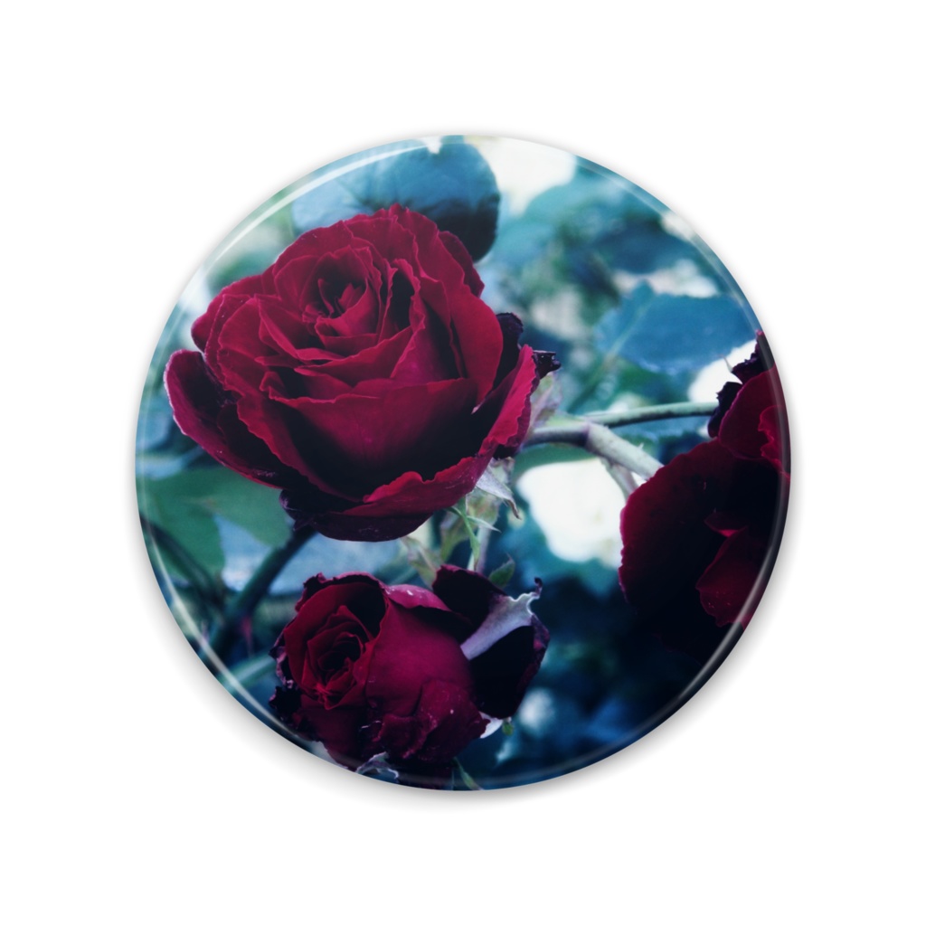 薔薇