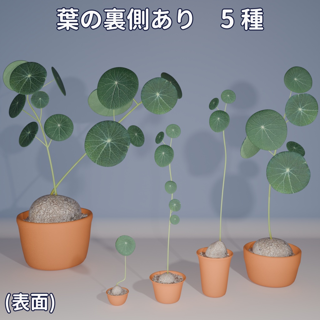 【VRC対応】ステファニア・エレクタ(Stephania Erecta)