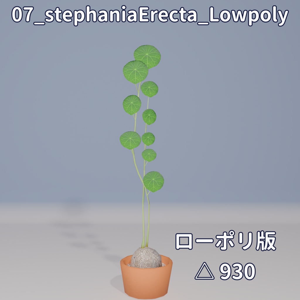 【VRC対応】ステファニア・エレクタ(Stephania Erecta)