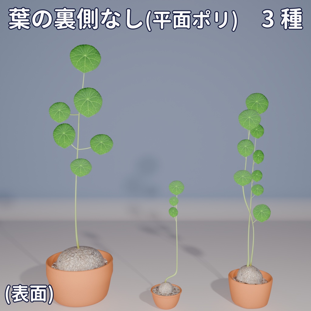 【VRC対応】ステファニア・エレクタ(Stephania Erecta)