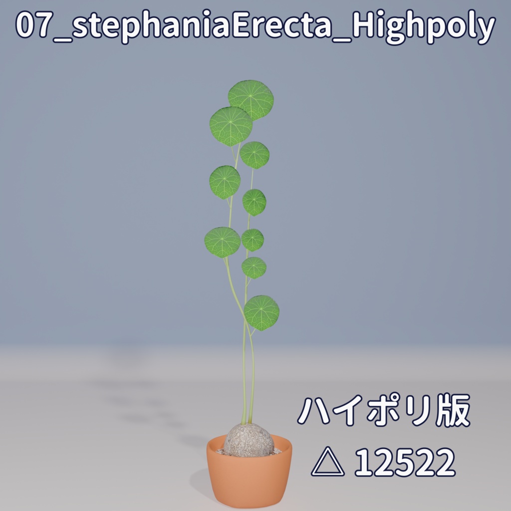 【VRC対応】ステファニア・エレクタ(Stephania Erecta)