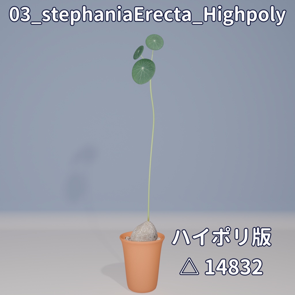 【VRC対応】ステファニア・エレクタ(Stephania Erecta)