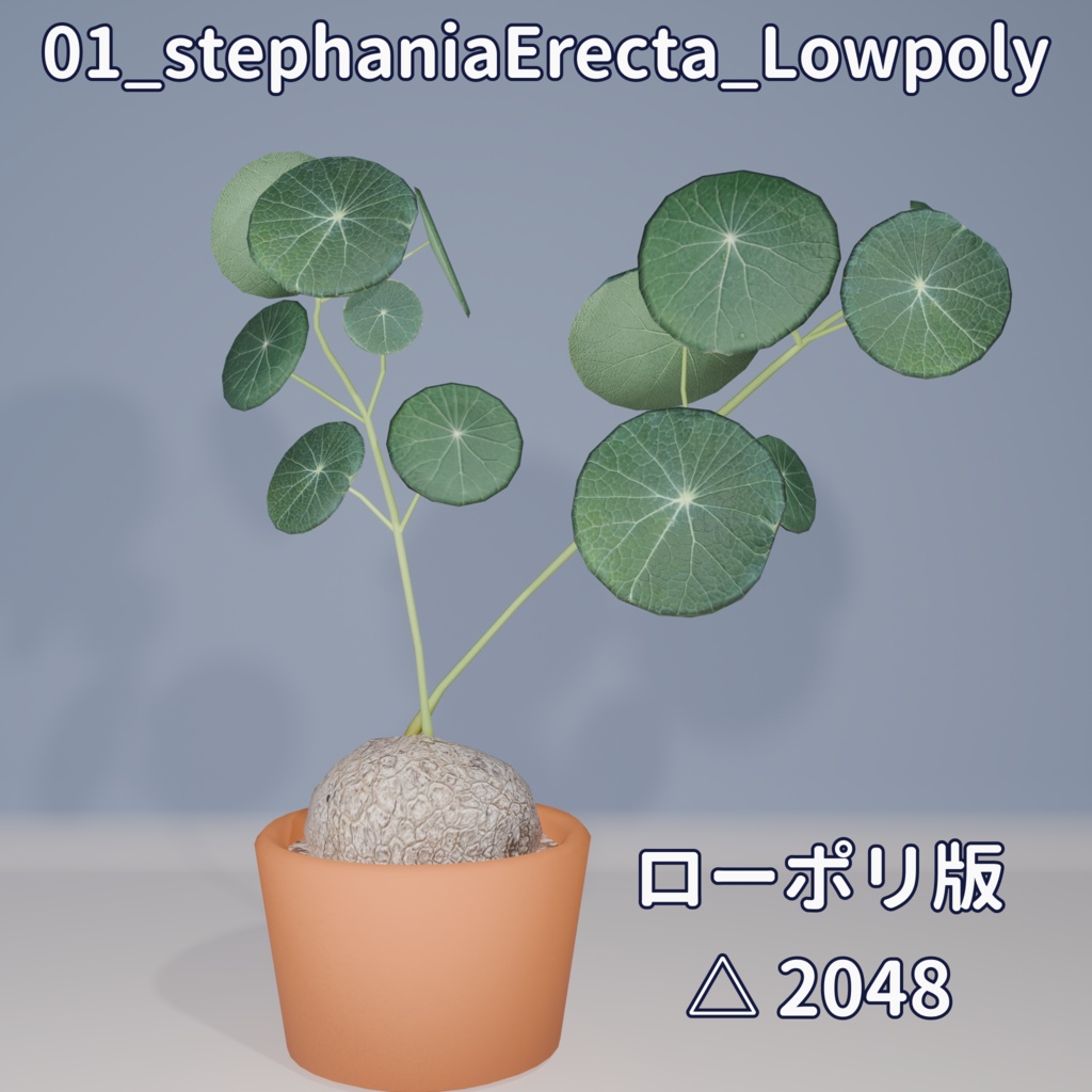 【VRC対応】ステファニア・エレクタ(Stephania Erecta)