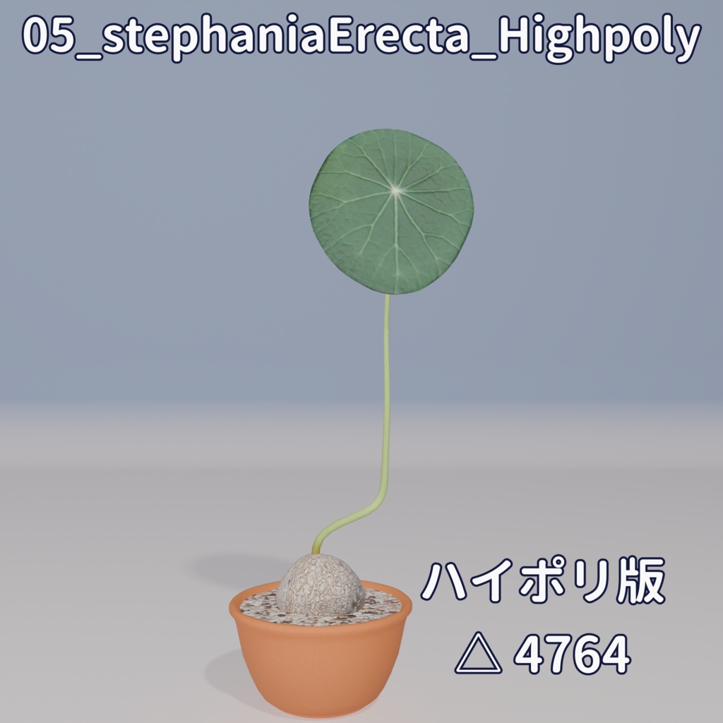 【VRC対応】ステファニア・エレクタ(Stephania Erecta)