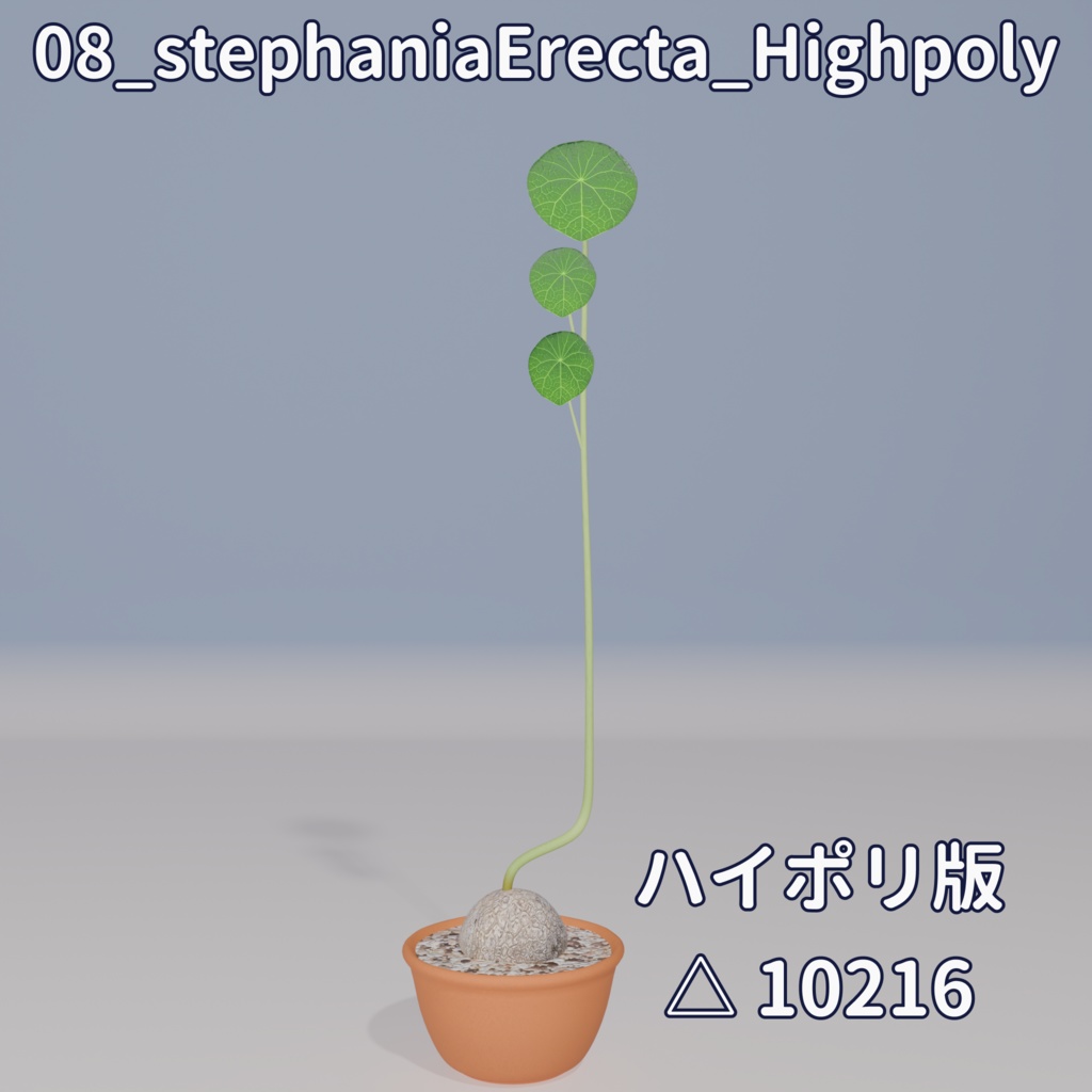 【VRC対応】ステファニア・エレクタ(Stephania Erecta)