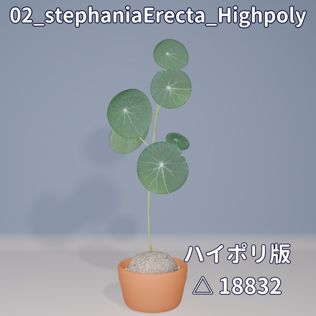 【VRC対応】ステファニア・エレクタ(Stephania Erecta)