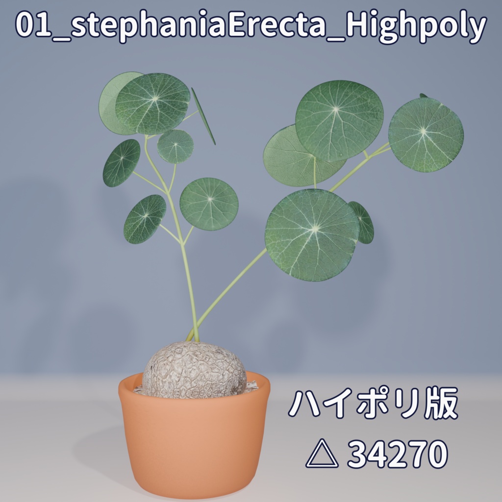 【VRC対応】ステファニア・エレクタ(Stephania Erecta)