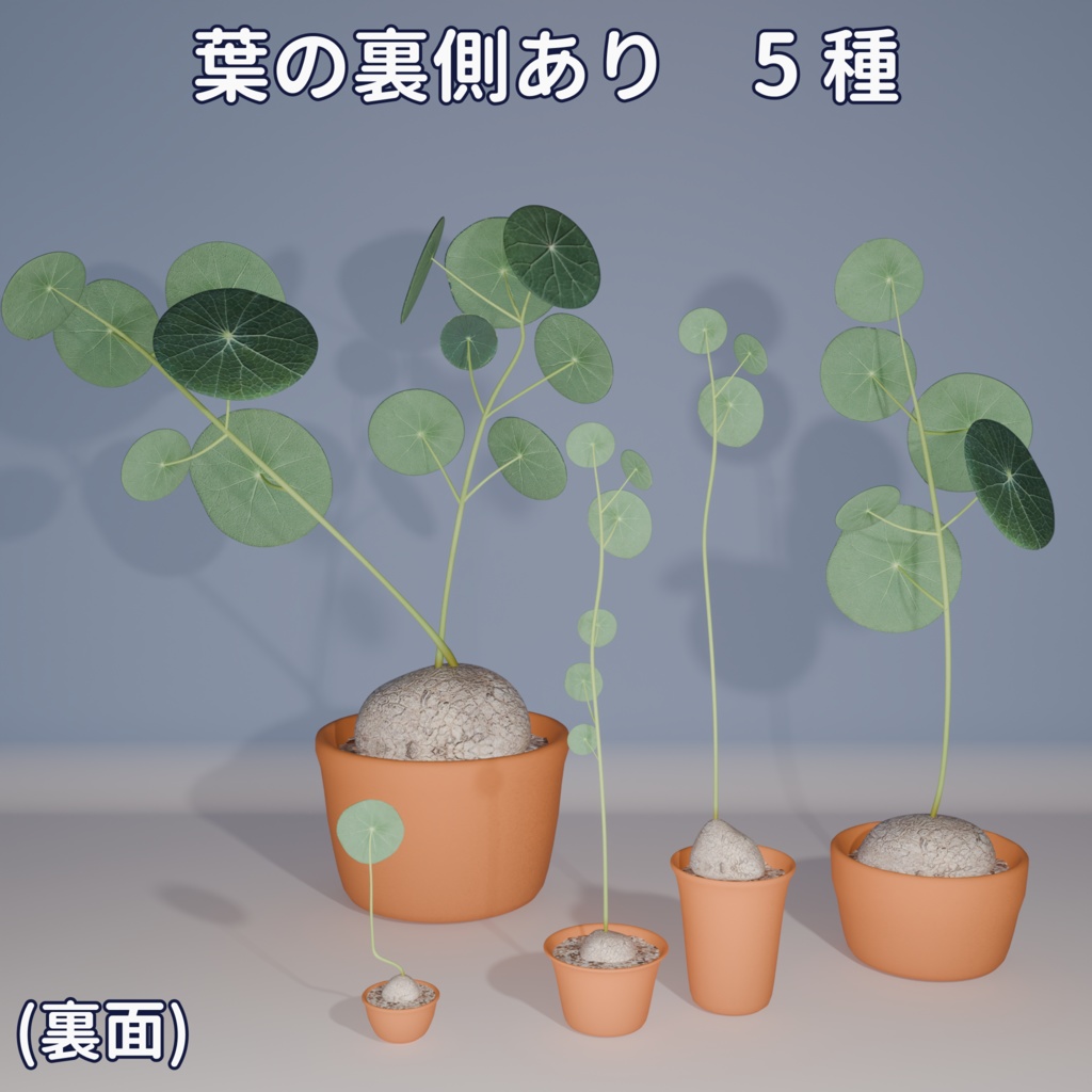 【VRC対応】ステファニア・エレクタ(Stephania Erecta)