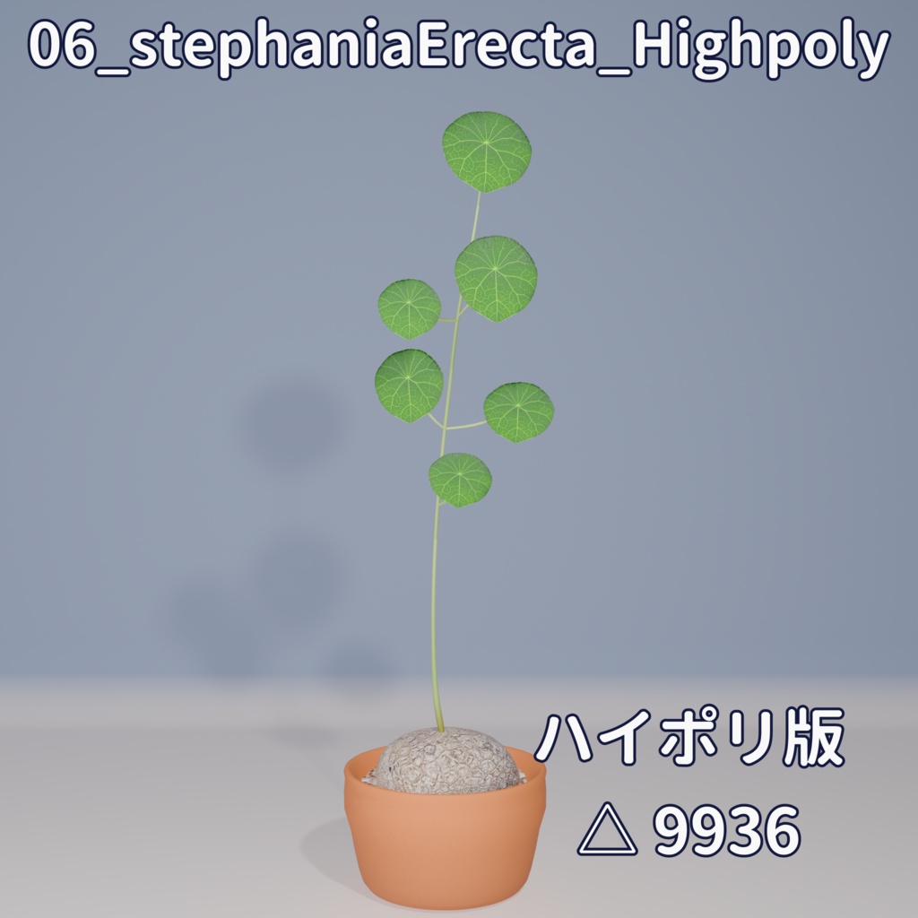 【VRC対応】ステファニア・エレクタ(Stephania Erecta)