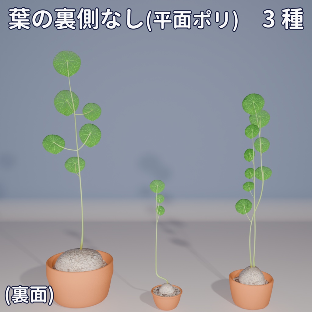 【VRC対応】ステファニア・エレクタ(Stephania Erecta)