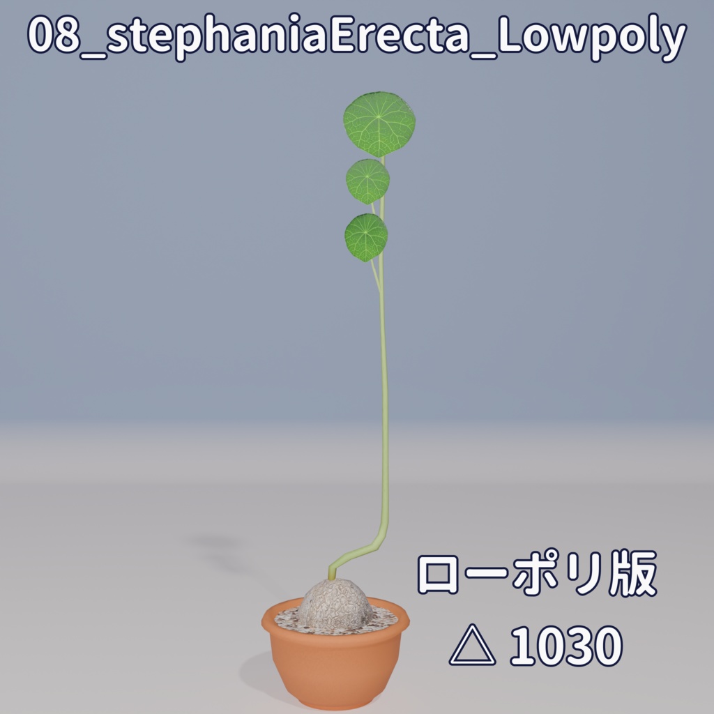 【VRC対応】ステファニア・エレクタ(Stephania Erecta)