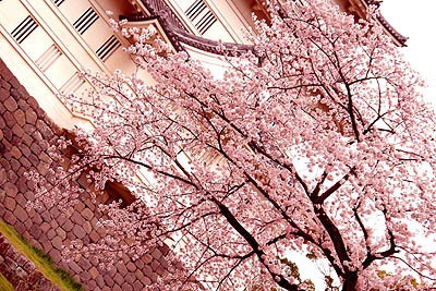 桜