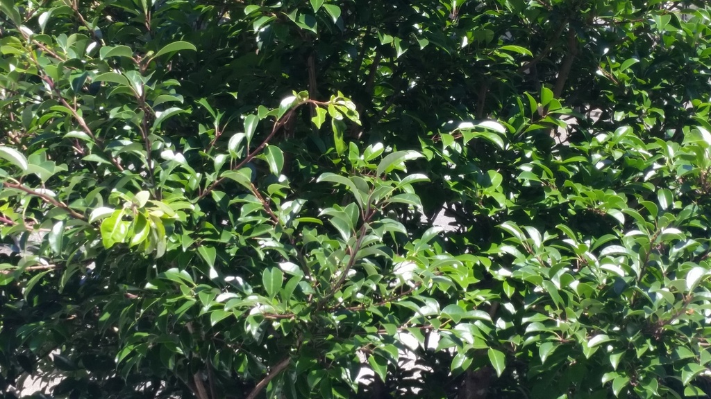 back in July(2020.7.9 U-ha ババカヲルコ出演記念音源）