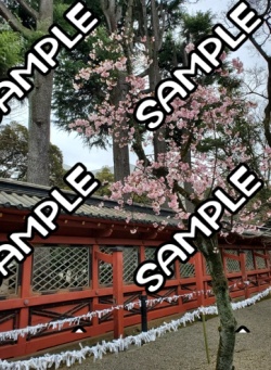 おすそわけ写真集(第一弾)A