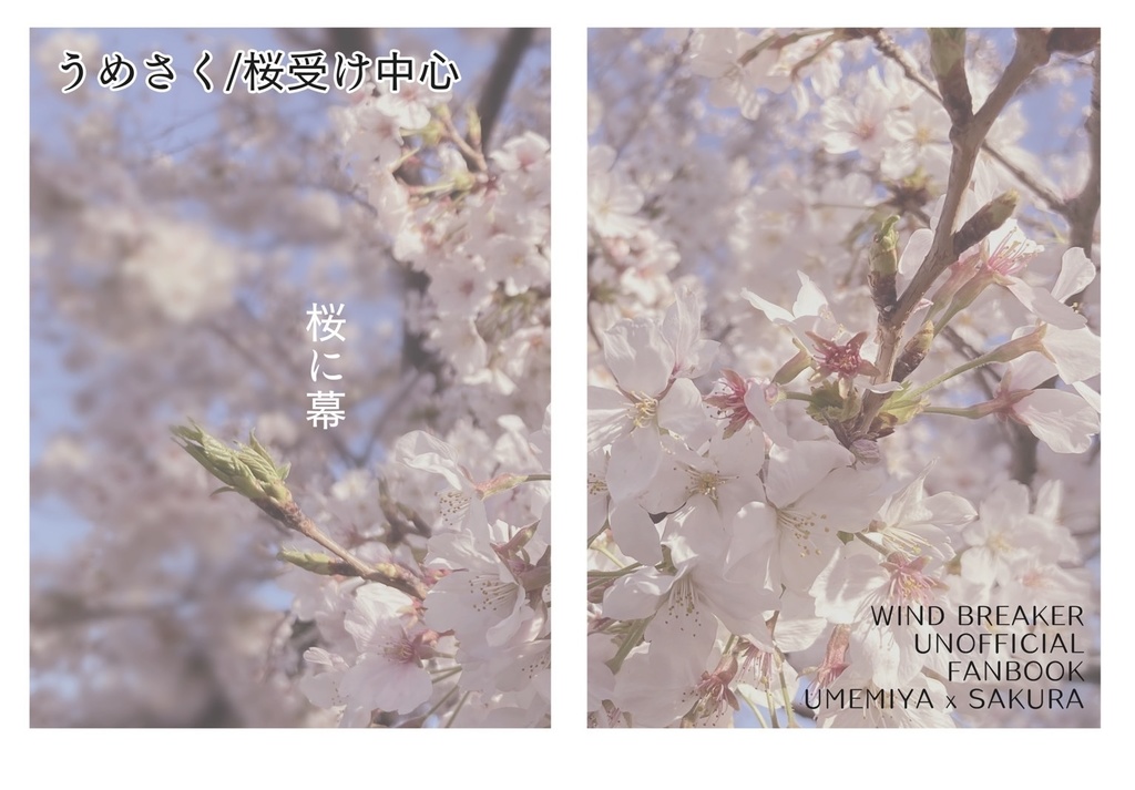 桜に幕
