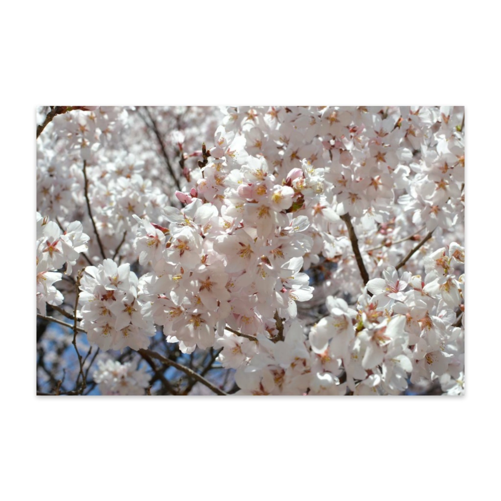 SAKURA