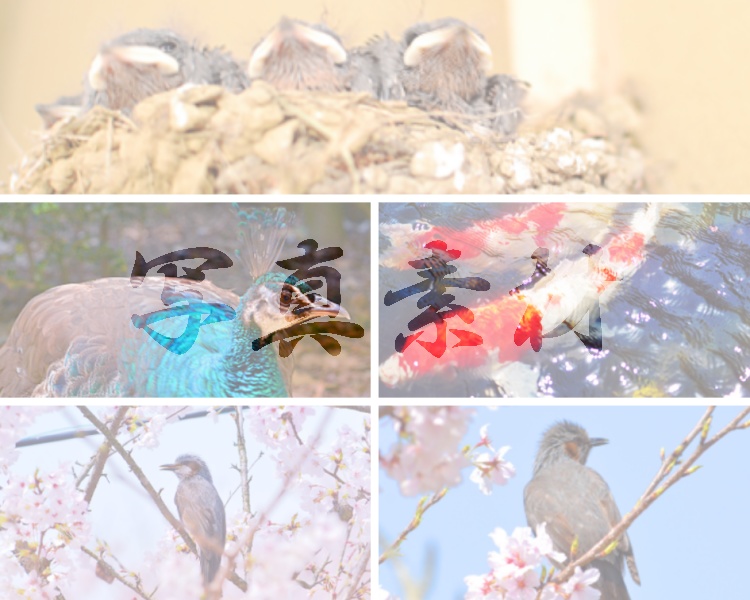 写真素材【生】