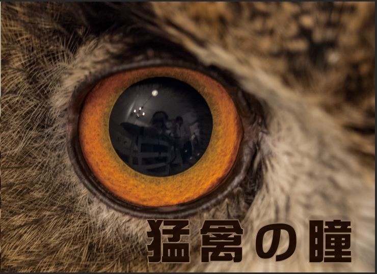 猛禽の瞳