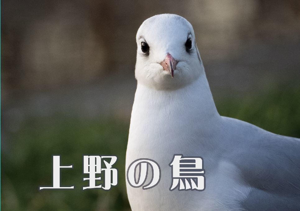 上野の鳥