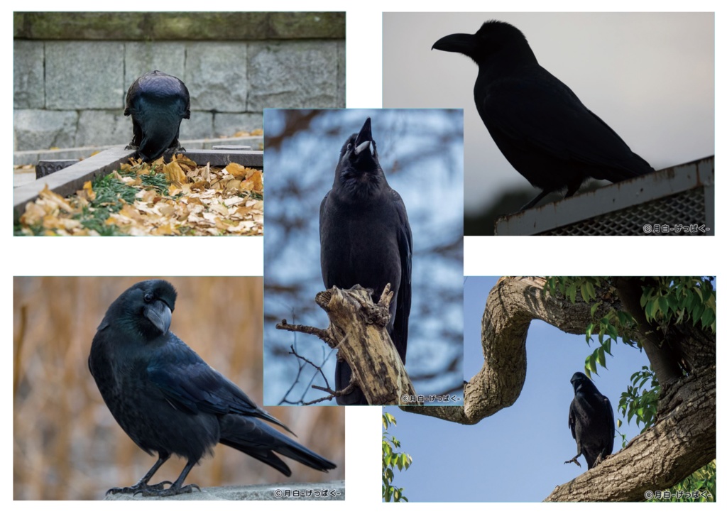 カラスのポストカードセット