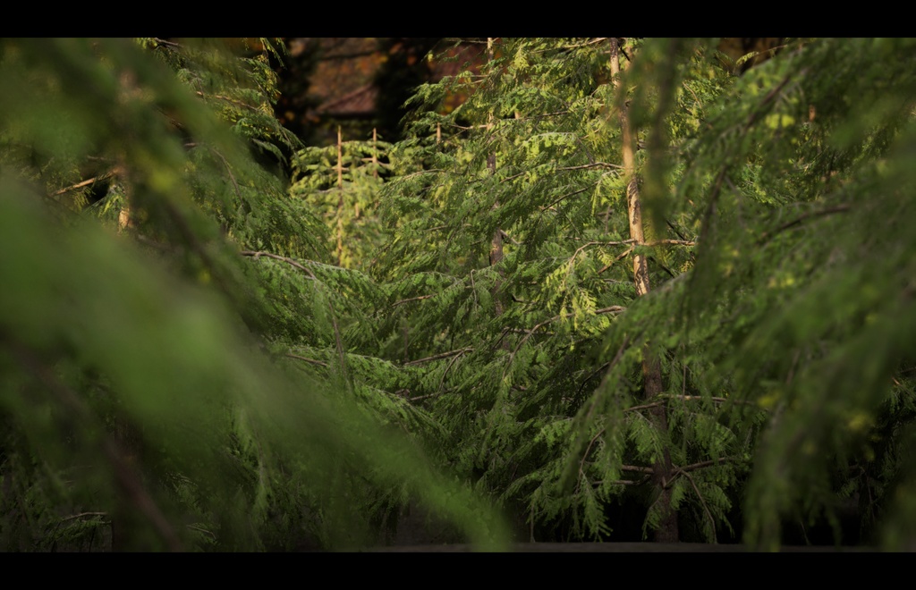 9 Realistic Himalayan Cedarの木パック Low Poly 3D model
