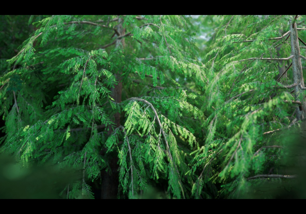 9 Realistic Himalayan Cedarの木パック Low Poly 3D model