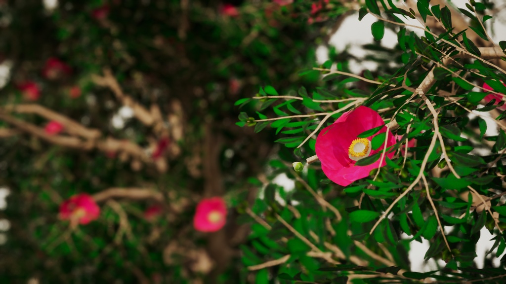 4 Realistic 韓国 椿パック(Korean Fire Camellia)