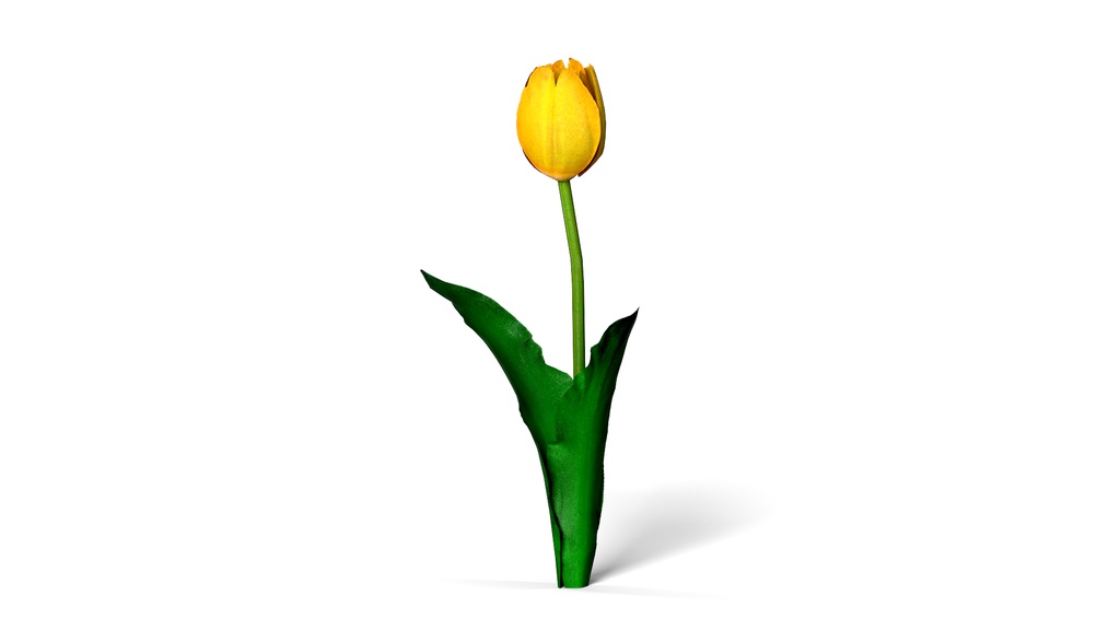 8k Game Ready Realistic 4 Color Tulip チューリップ3D Pack
