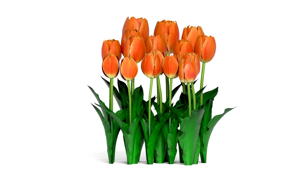 8k Game Ready Realistic 4 Color Tulip チューリップ3D Pack