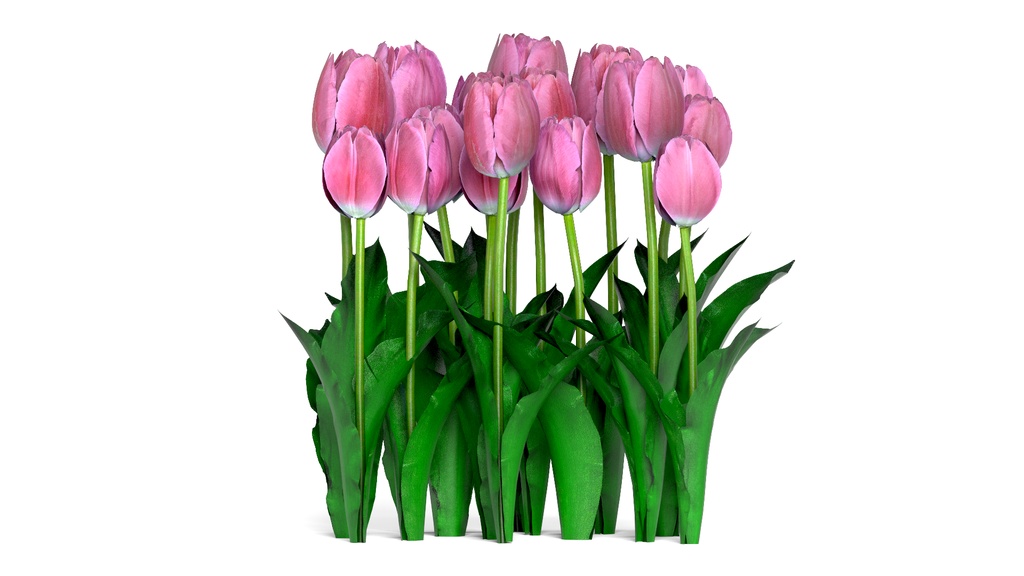 8k Game Ready Realistic 4 Color Tulip チューリップ3D Pack