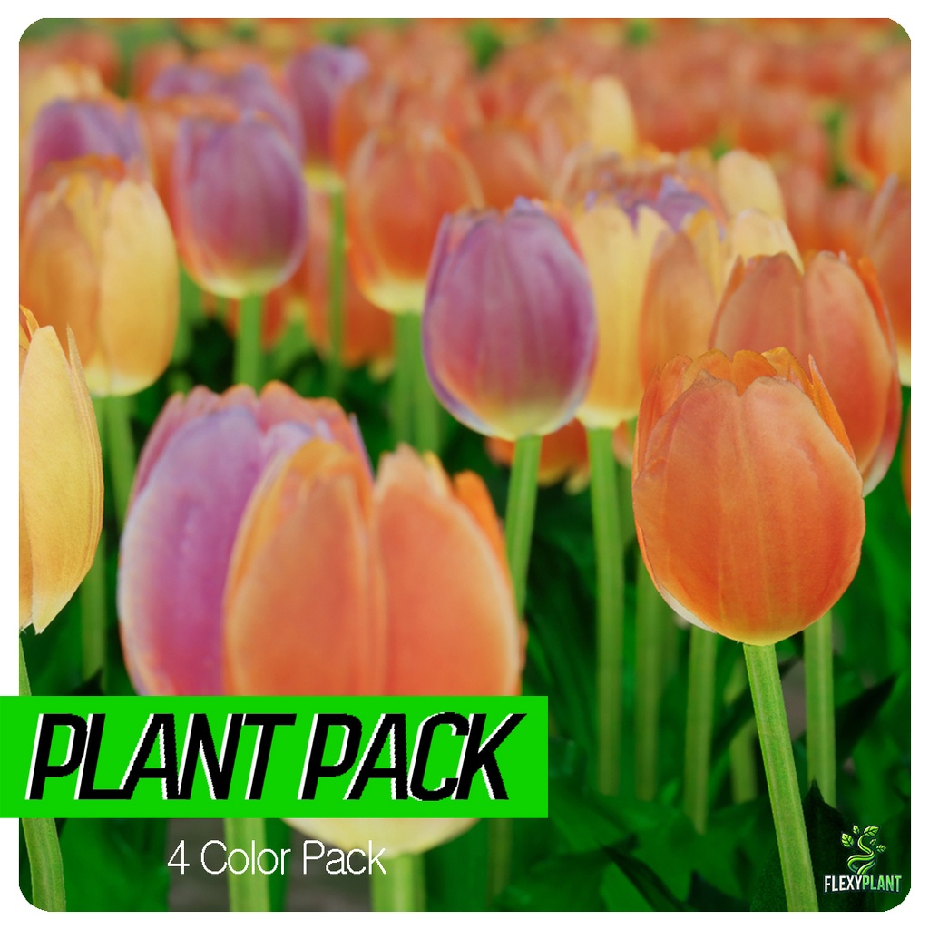 8k Game Ready Realistic 4 Color Tulip チューリップ3D Pack